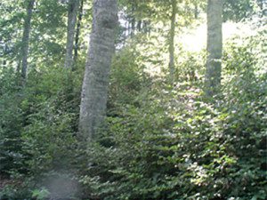 Одржливо стопанисувани букови шуми