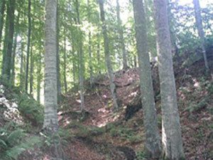 Одржливо стопанисувани букови шуми