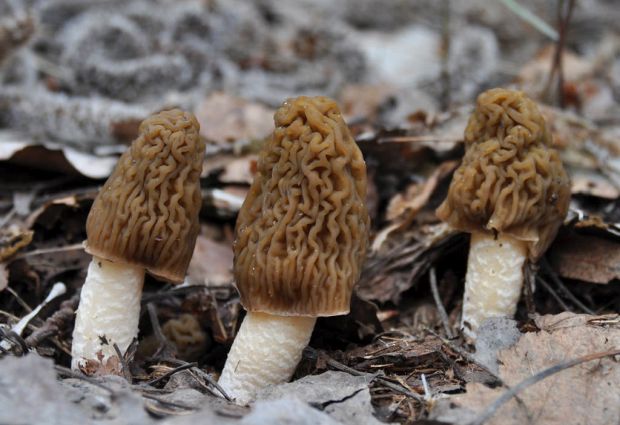 Печурката поради која се потпалуваат шуми