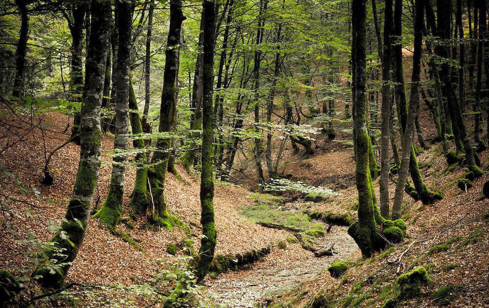 Функции на шумите