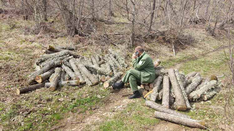 Кражбите на шумското богатство