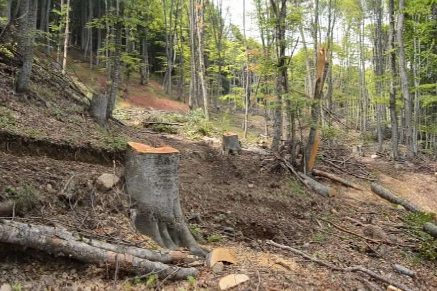 Diva seca Sar Planina