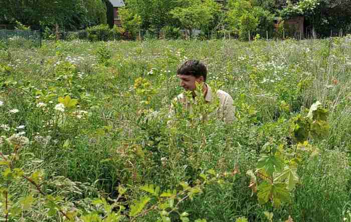 Урбано шумарство