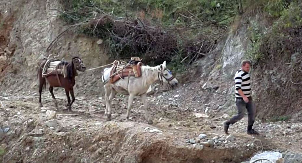 ХП Шар Планина шумар