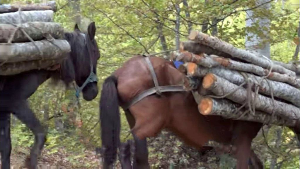 НП Шар Планина коњи со дрва