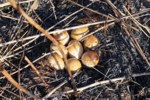 Гнездо пожар