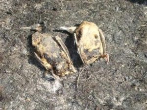 Птици пожар