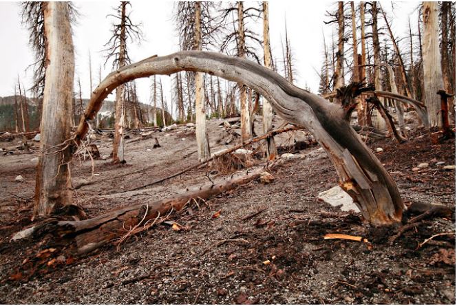 Да се грижиме за шумите, за шумите да се грижат за нас Опсервер: Да се грижиме за шумите
