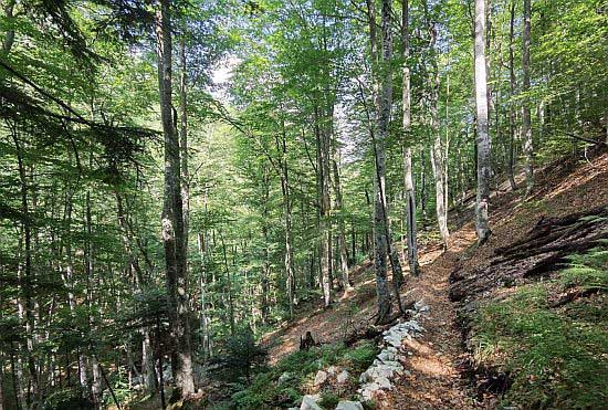 Изворите на реката Бабуна