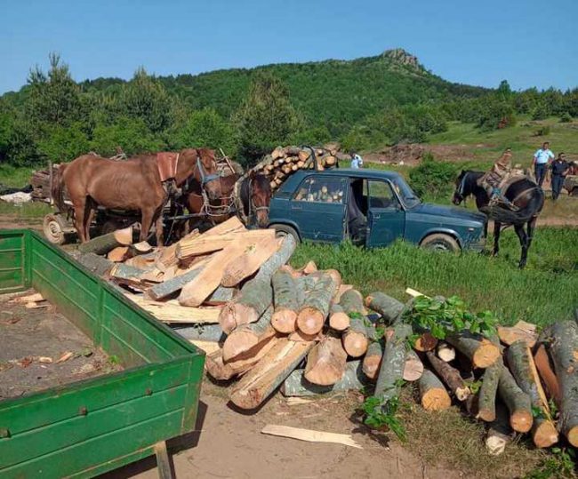 Прилеп дрвокрадци