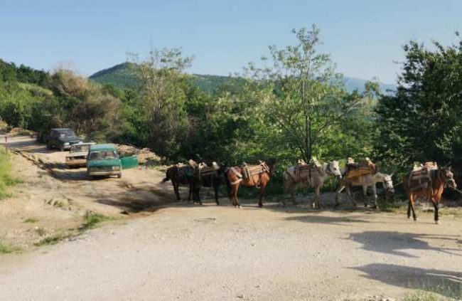 Дрвокрадци Прилеп