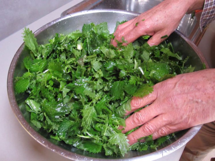 Коприва како храна и лек