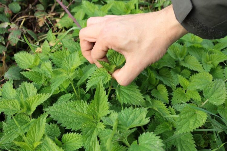 Коприва како храна и лек