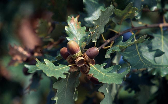 quercus-petraea