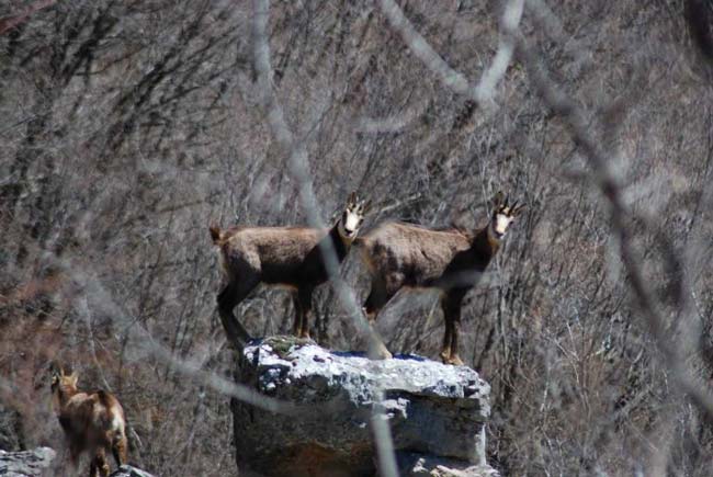 дивокози шар планина