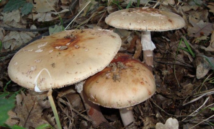 Бисерка Amanita pubescens