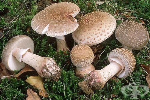 Бисерка Amanita pubescens