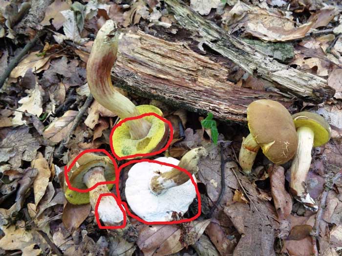 Мувла на Јадливите Печурки