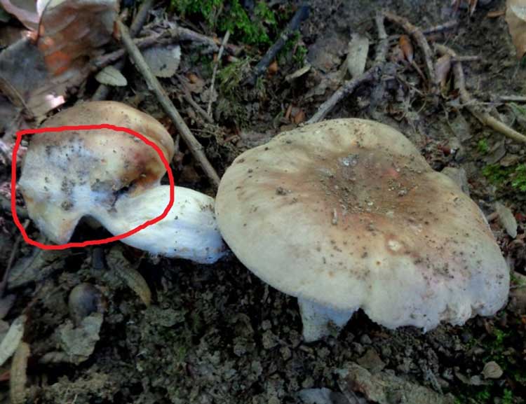 Мувла на Јадливите Печурки