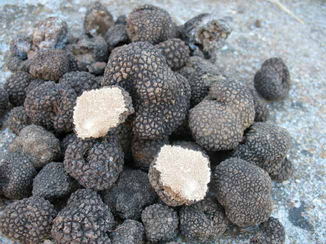 Плантажно Одгледување на Тартуфи во Македонија