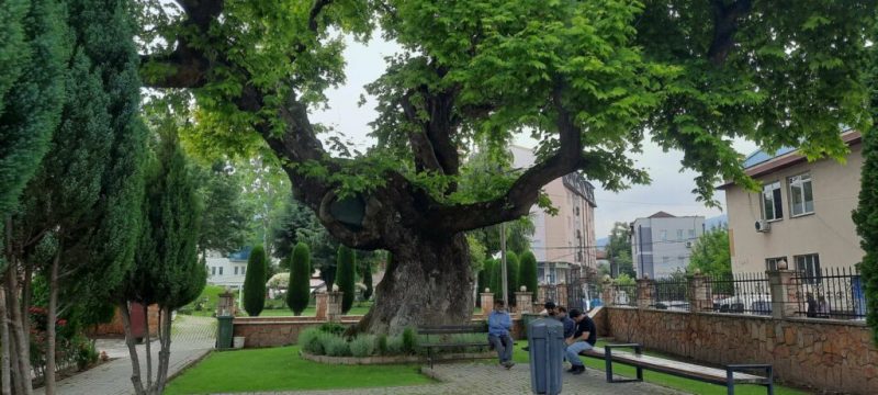 Скопје-чинарот