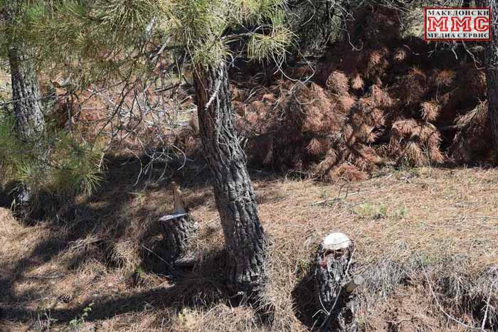 Дивата сеча на шумите