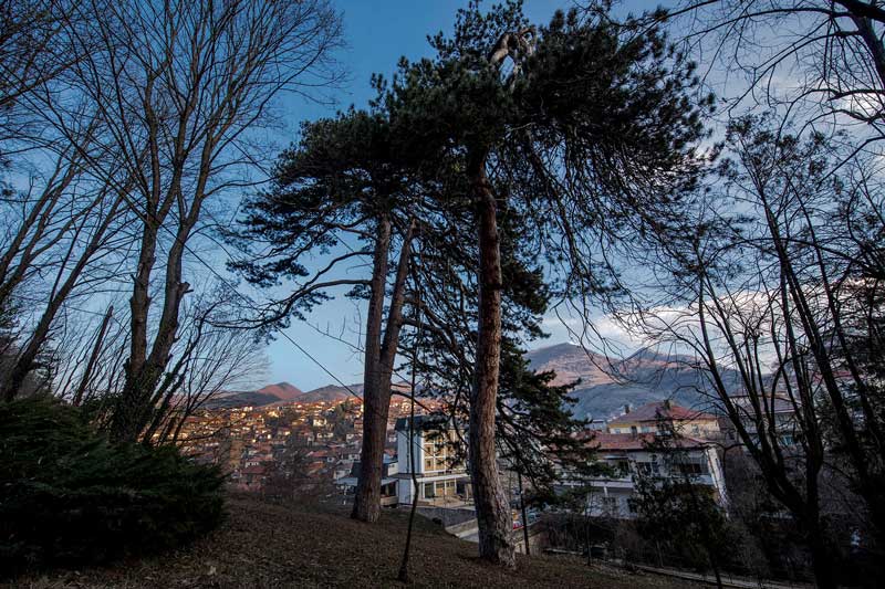 Кратовски борови