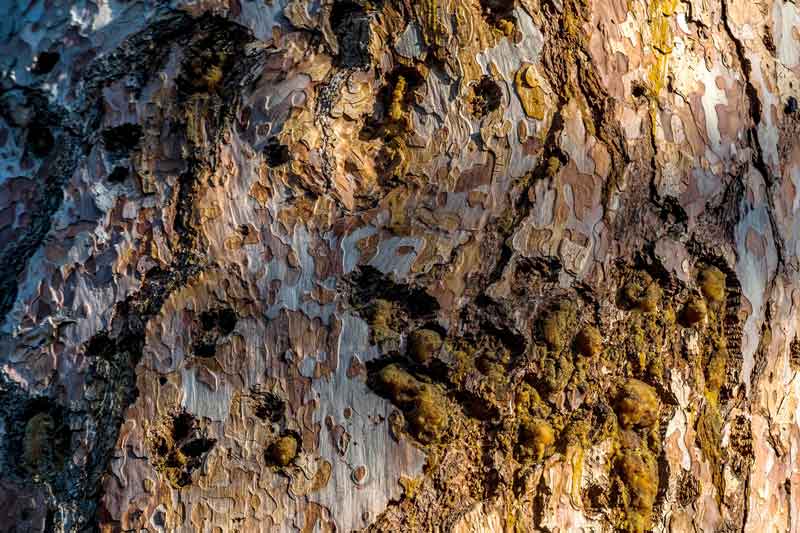 Кратовски борови