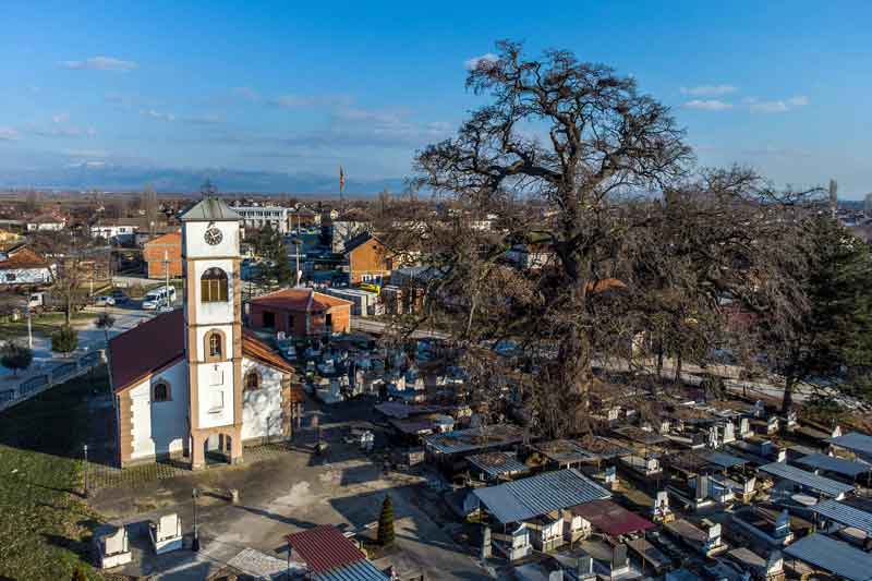 Кривогаштански блатен даб