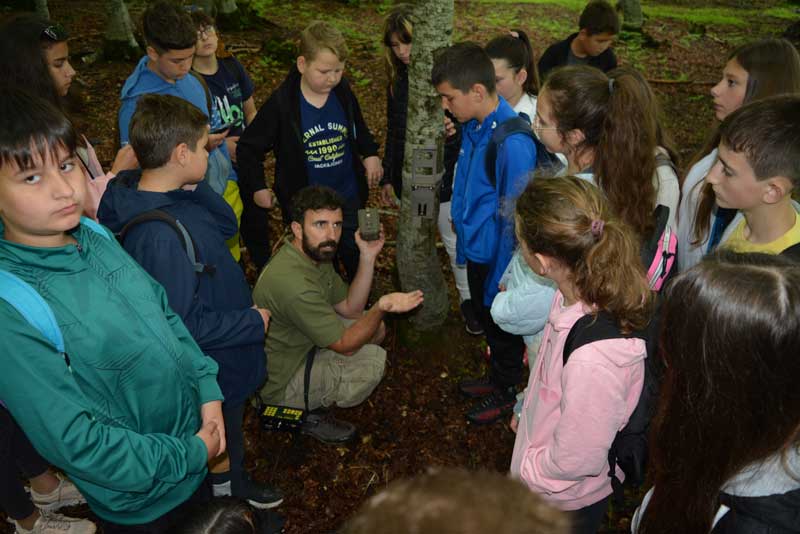 Рис Маврово