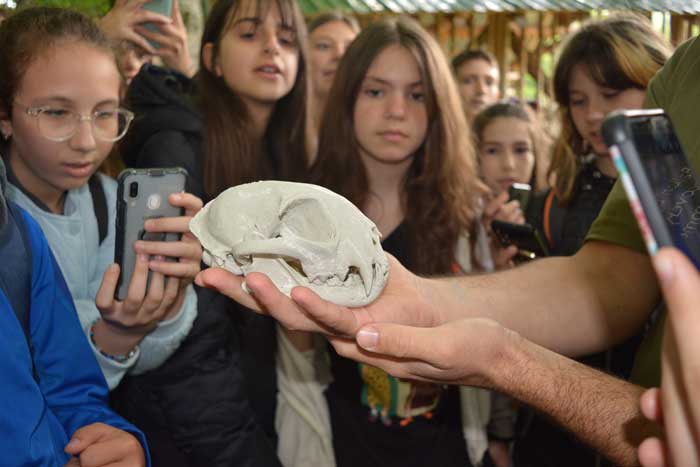 Рис Маврово