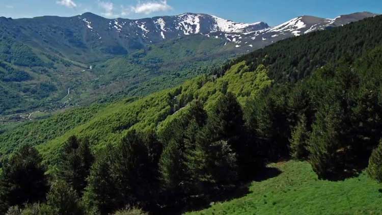 Дивата сеча на шумите