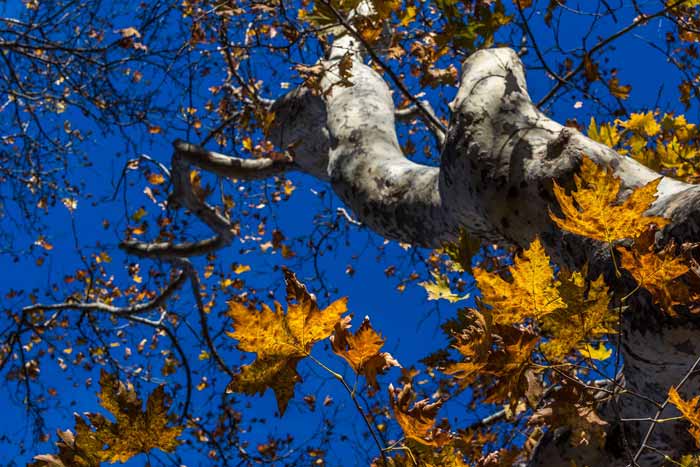 платан во село Магарево