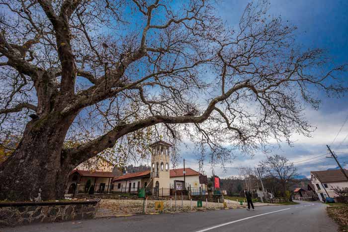 македонски платан во село Теово