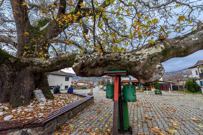 македонски платан во село Теово