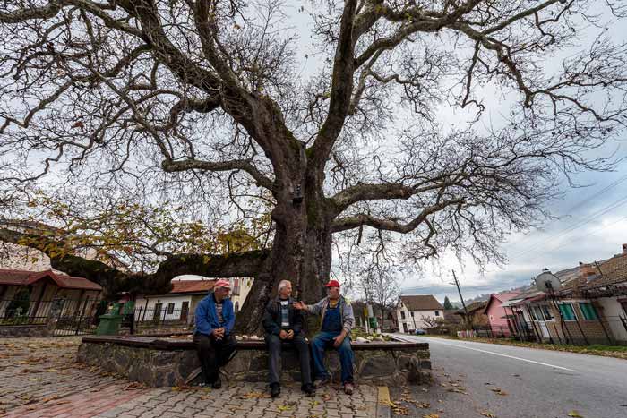 македонски платан во село Теово