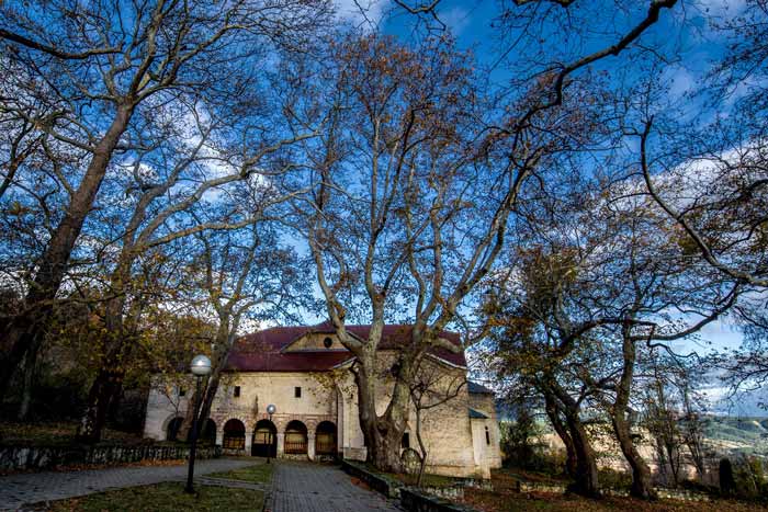 платан во село Магарево